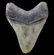 Bargain, Megalodon Tooth - North Carolina #80858-2